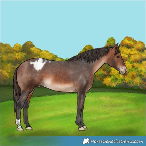 Horse Color:Bay Appaloosa 