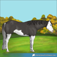 Horse Color:Smoky Black Splash