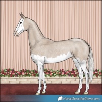 Horse Color:Silver Grullo Roan Splash 