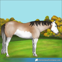Horse Color:Gray Buckskin Splash 
