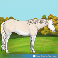 Horse Color:Perlino Splash