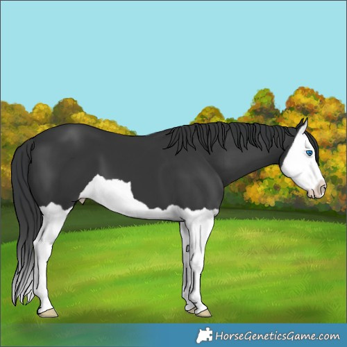 Horse Color:Black Splash 