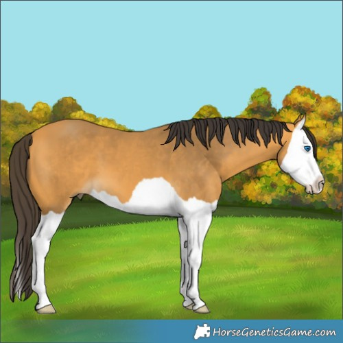 Horse Color:Buckskin Splash 