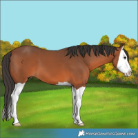 Horse Color:Bay Splash 
