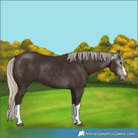 Horse Color:Gray Silver Black Splash 