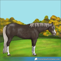 Horse Color:Gray Silver Black Splash 