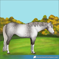 Horse Color:Gray Silver Black Splash 
