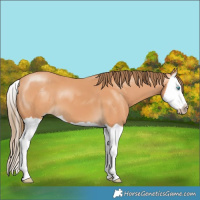 Horse Color:Gray Perlino Splash 