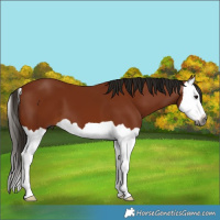 Horse Color:Gray Bay Splash 