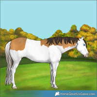 Horse Color:Buckskin Splash