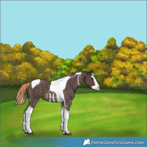Horse Color:Liver Chestnut Sabino Splash Tobiano Appaloosa
