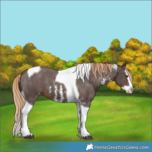 Horse Color:Liver Chestnut Sabino Splash Tobiano Appaloosa 