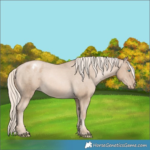 Horse Color:Chocolate Palomino Pearl Appaloosa 