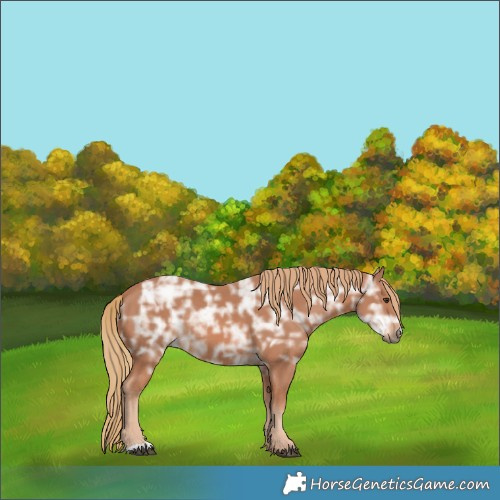 Horse Color:Chestnut Ice Rabicano 