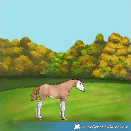 Horse Color:Gold Champagne Splash
