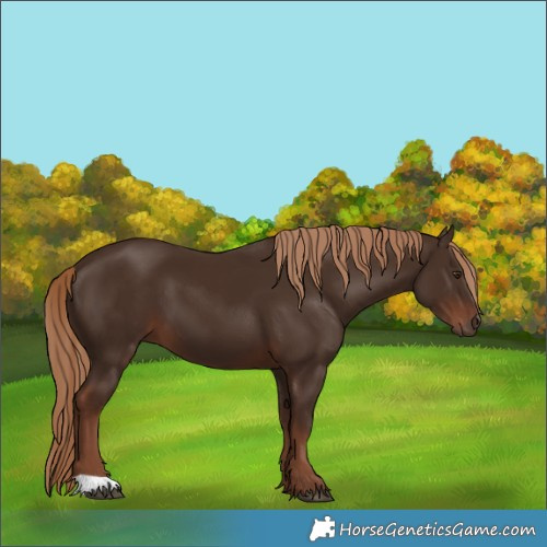 Horse Color:Liver Chestnut 