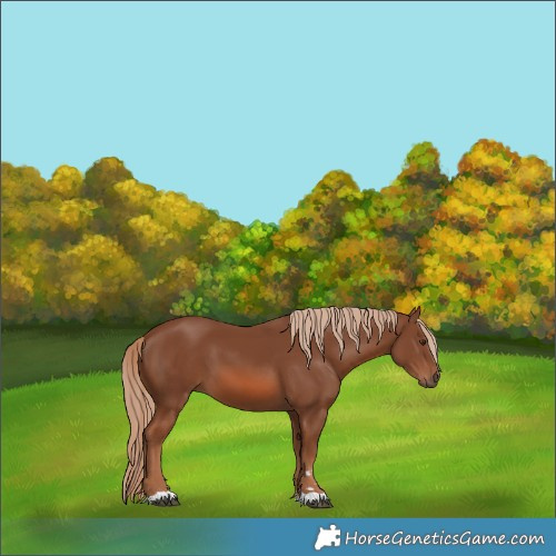 Horse Color:Chestnut 