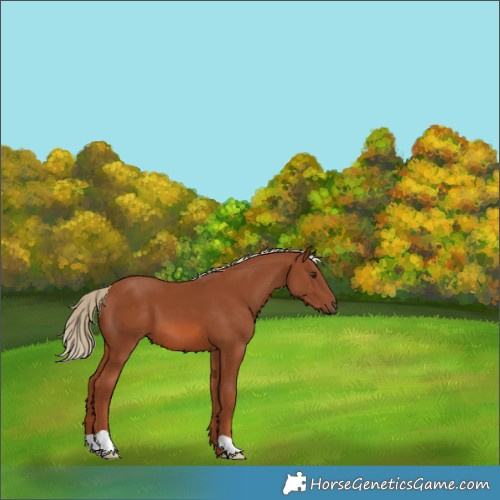 Horse Color:Chestnut 