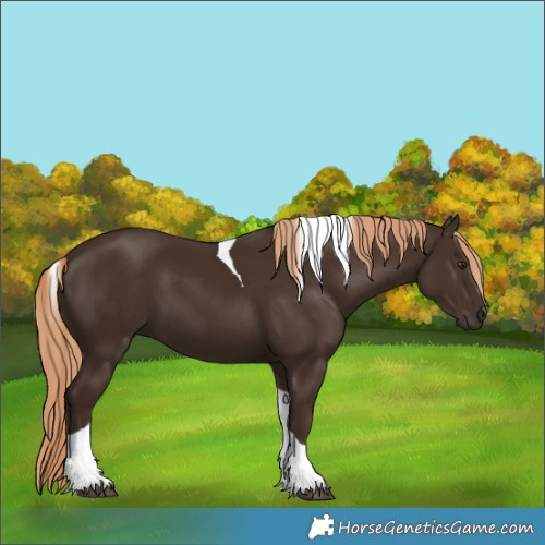 Horse Color:Liver Chestnut Tobiano 