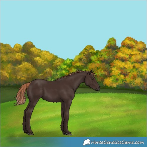 Horse Color:Liver Chestnut