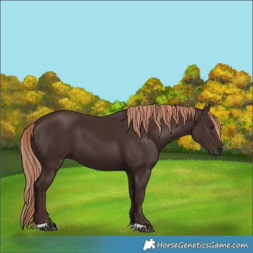 Horse Color:Liver Chestnut 