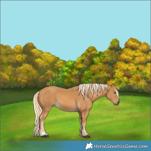 Horse Color:Palomino 