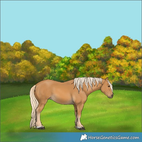Horse Color:Palomino 