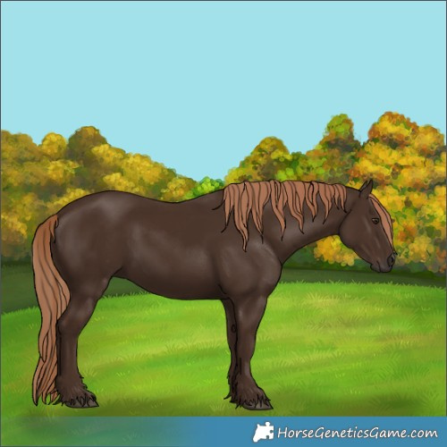 Horse Color:Liver Chestnut 