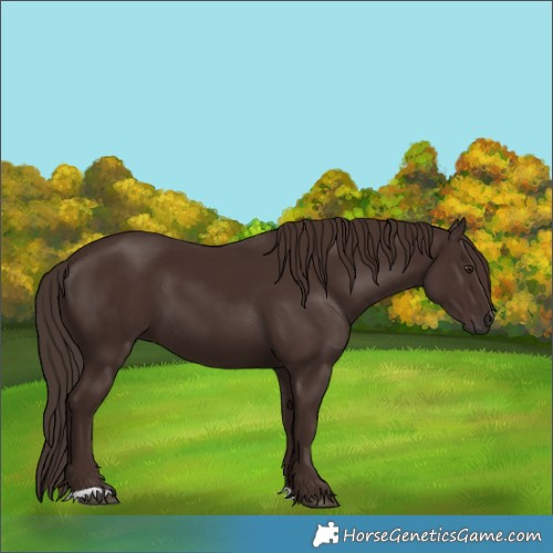 Horse Color:Liver Chestnut 