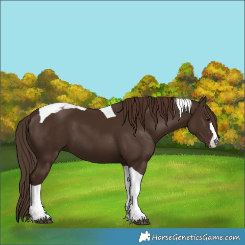 Horse Color:Liver Chestnut Tobiano 