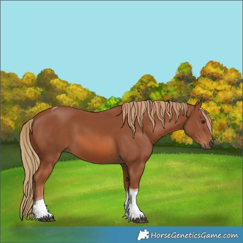 Horse Color:Chestnut Tobiano 