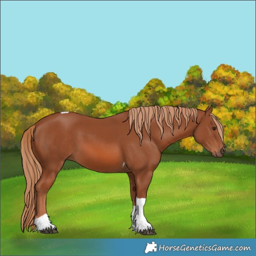 Horse Color:Chestnut Tobiano 