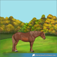 Horse Color:Chestnut 