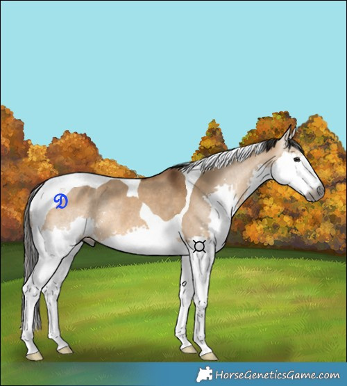 Horse Color:Gray Bay Dun Splash Tobiano Rabicano
