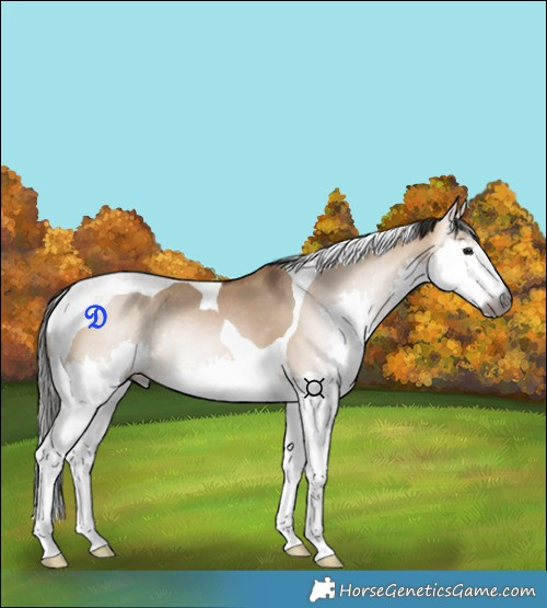 Horse Color:Gray Bay Dun Splash Tobiano Rabicano