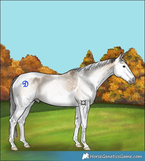 Horse Color:Gray Bay Dun Splash Tobiano Rabicano 