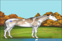 Horse Color:Gray Bay Dun Splash Tobiano Rabicano 