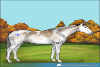 Horse Color:Gray Bay Dun Splash Tobiano Rabicano 