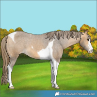 Horse Color:Buckskin Tobiano Appaloosa