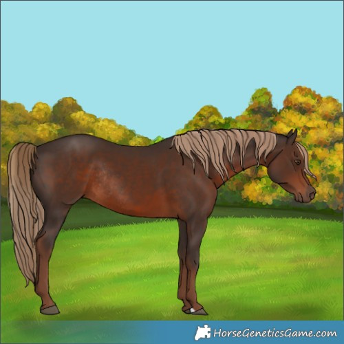 Horse Color:Liver Chestnut Rabicano