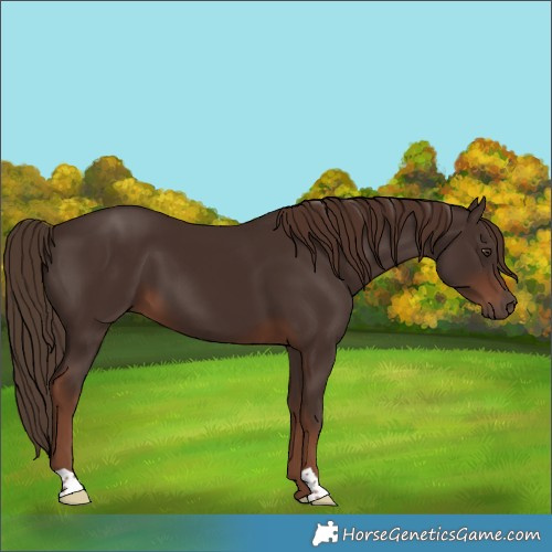 Horse Color:Liver Chestnut