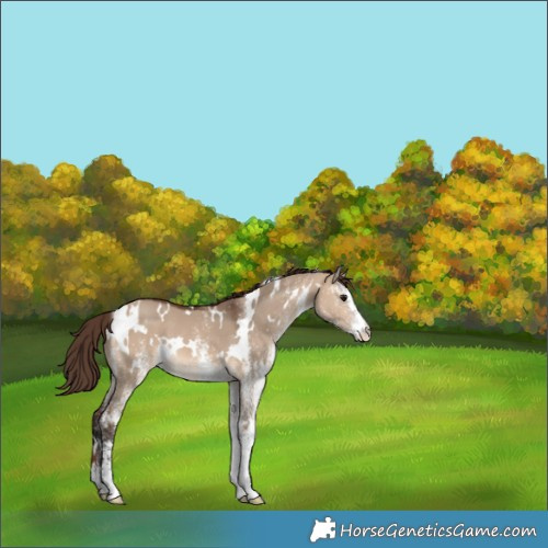 Horse Color:White Spotted Bay Dun Varnish 