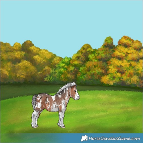 Horse Color:White Spotted Bay Rabicano 