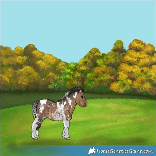 Horse Color:White Spotted Bay Dun Tobiano 