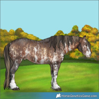 Horse Color:Liver Red Onyx Sabino Rabicano  and Brown Sabino Rabicano 