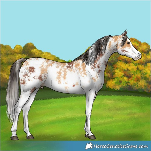 Horse Color:Bay Sabino Rabicano  and Buckskin Sabino Rabicano 