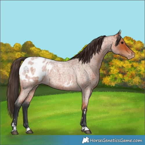 Horse Color:Bay Roan Appaloosa 