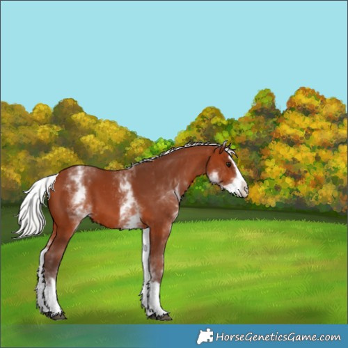 Horse Color:White Spotted Silver Brown Splash 