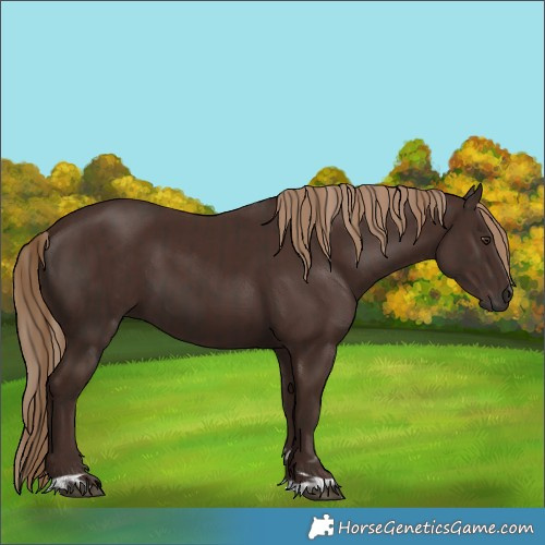 Horse Color:Liver Chestnut  and Liver Chestnut 
