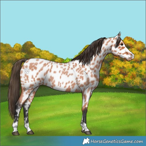 Horse Color:Bay Roan Appaloosa